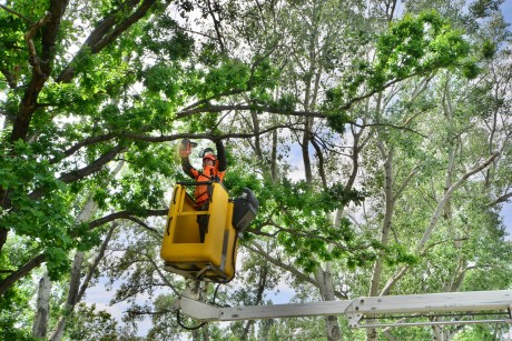 Madárbarát gallyazás - a balesetveszélyt szüntetik meg a parkfenntartók a Haleszban